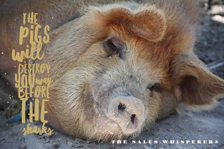 pigs_sharks_the_sales_whisperer_wes_schaeffer