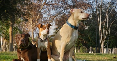 Larry Winget, The Pitbull of Personal Development, Says Grow a Pair — AI-powered sales insights from Wes Schaeffer, The Sales