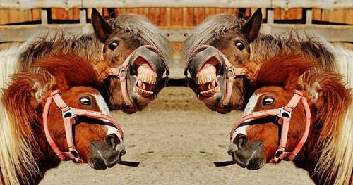 Crazy Horses Crazy Speaker – AI workshop and sales training keynote by The Sales Whisperer®, Wes Schaeffer, AI tools specialist
