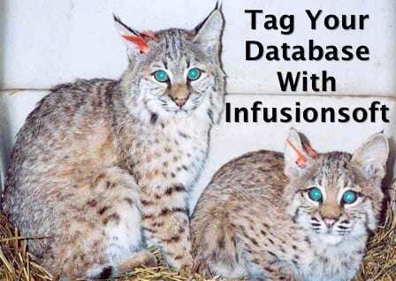 infusionsoft-services-infusionsoft-tag-bobcats.jpg