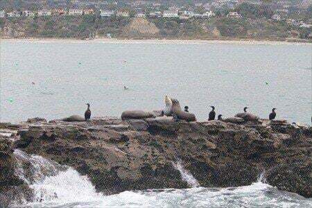 seal_rock_seals