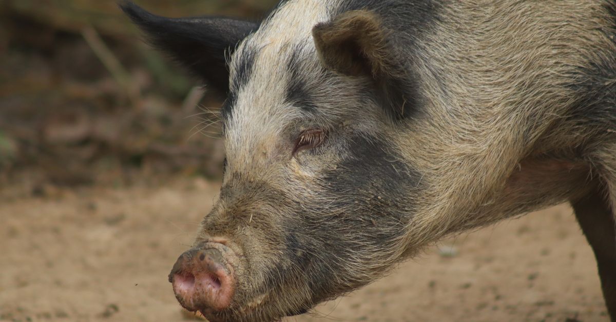 How To NOT Hire Pigs So You Can Fight Off The Sharks and Win — AI-powered sales insights from Wes Schaeffer, The Sales Whispe